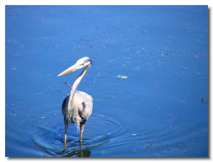 Florida 2006 (29)